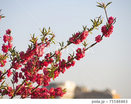 夕日を浴びる緋色の梅の花のクローズアップ写真の写真素材