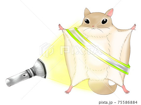 反射タスキを着けたアメリカモモンガ 75586884