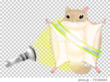 Southern flying squirrel with reflective squirrel 75586884