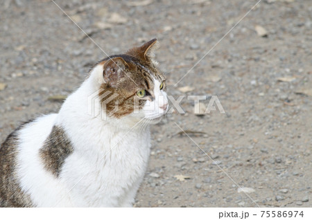 斜めを向いてお座りして横顔を見せる かわいらしい猫を撮影した写真の写真素材