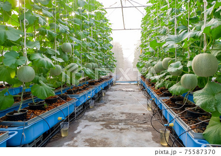 Melon garden on greenhous Melon garden on greenhous 75587370