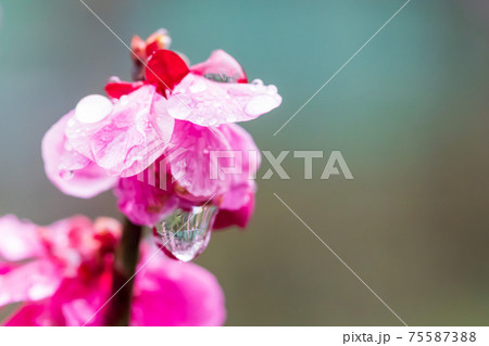 春の紅梅の花と雨だれ 春の紅梅の花と雨だれ 75587388