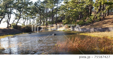 陽のあたる川 75587427