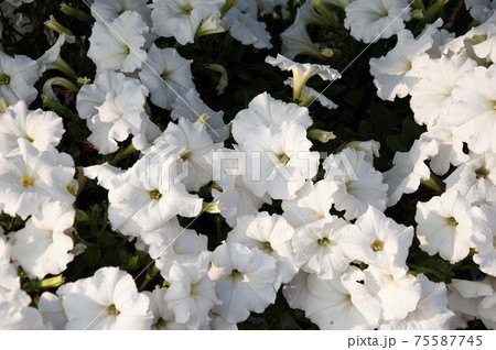 Flash Forward white petunia flowers. beautiful petunia flower in the garden. Flash flower Petunia farm. 75587745