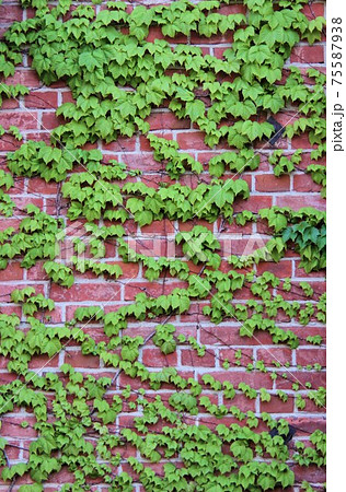 蔦とレンガ 75587938