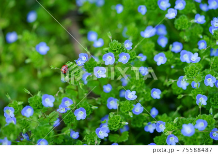 早春の野花とてんとう虫 75588487