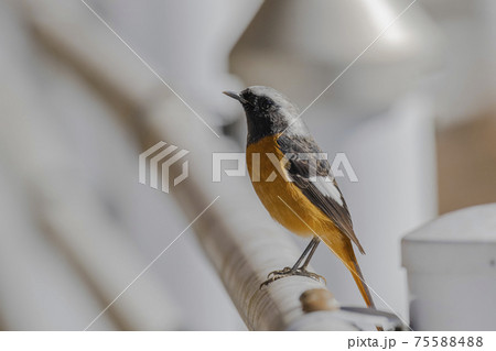 ガードパイプに止まるジョウビタキ　冬2月　東京 75588488