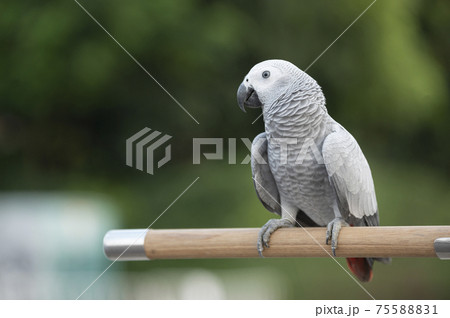 African Gray Bird On Natural Backdrop 75588831