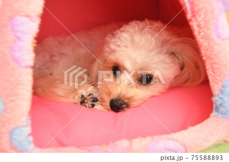 犬小屋でくつろぐマルプーの写真素材 7558