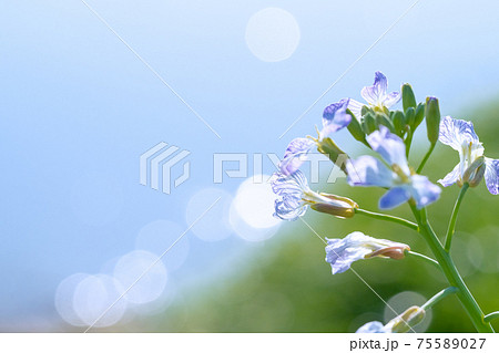 スズシロの花 大根の花は意外に可愛らしく可憐な花が咲きますの写真素材