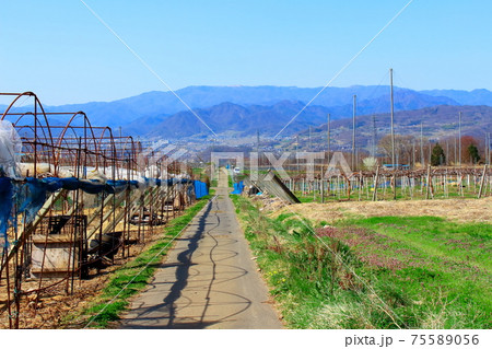 冬開けのブドウ畑　その2103　：　　花と植物が織りなす色紙　その2103 75589056