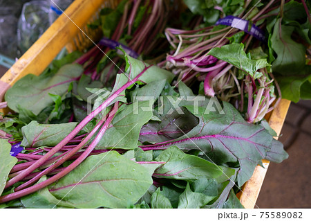 朝市場の葉物野菜 75589082