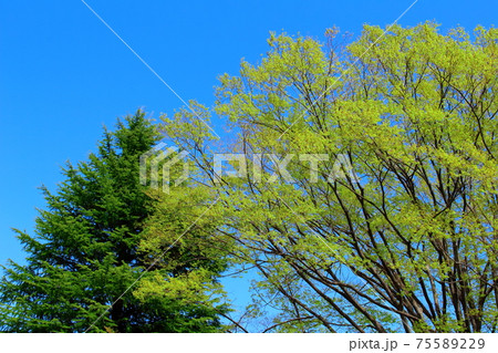 桜のある田園風景 美しき桜の花 その2103 : 花と植物が織りなす色紙 その2103 桜のある田園風景 美しき桜の花 その2103 : 花と植物が織りなす色紙 その2103 75589229