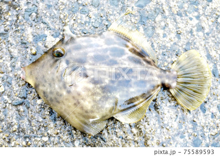 カワハギ カワハギ 75589593