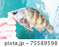メバル 75589598