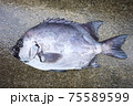 石鯛 75589599