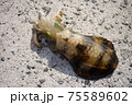 アオリイカ 75589602