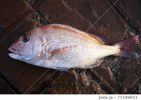 真鯛 75589603