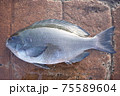グレ 75589604