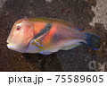 ナベタ 75589605