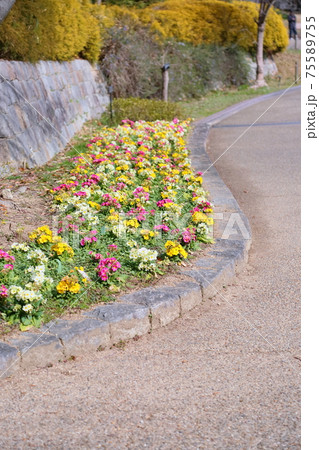 プリムラの花 75589755