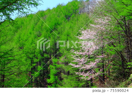 新緑のカラマツ : 美しきカラマツ林 その2103 :  花と植物が織りなす色紙 その2103 新緑のカラマツ : 美しきカラマツ林 その2103 :  花と植物が織りなす色紙 その2103 75590024