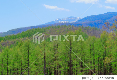 新緑のカラマツ : 美しきカラマツ林 その2103 :  花と植物が織りなす色紙 その2103 新緑のカラマツ : 美しきカラマツ林 その2103 :  花と植物が織りなす色紙 その2103 75590040