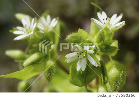 白く小さな野草のハコベの花 白く小さな野草のハコベの花 75590266