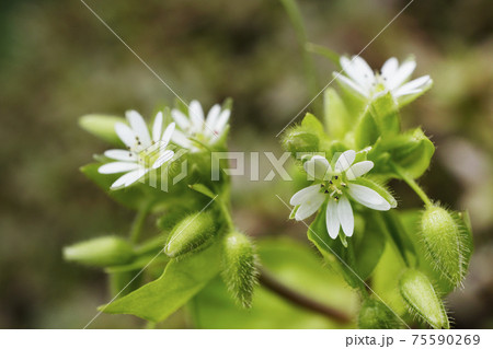 白く小さな野草のハコベの花の写真素材
