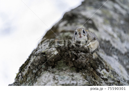 目線を合わせるエゾモモンガ 目線を合わせるエゾモモンガ 75590301
