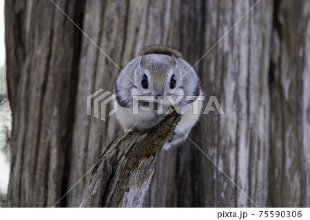 目線を合わせるエゾモモンガ 目線を合わせるエゾモモンガ 75590306