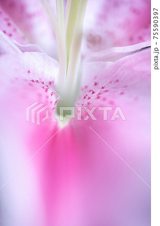 百合の花　ゆり　百合　LILY 75590397