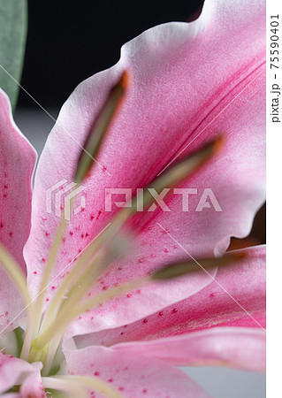 百合の花　ゆり　百合　LILY 75590401