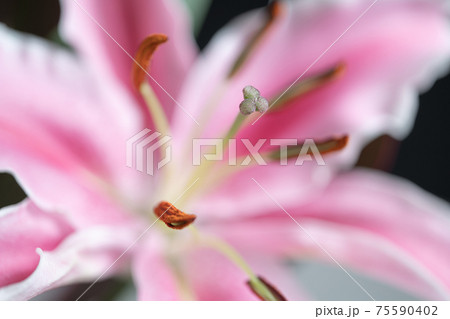 百合の花　ゆり　百合　LILY 75590402