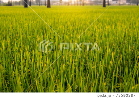 Beautiful green rice at countryside during sunset time,Thailand Beautiful green rice at countryside during sunset time,Thailand 75590587