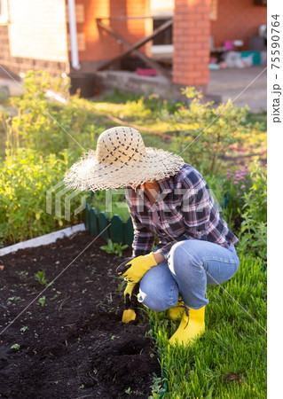 Positive smiling young woman gardener plants plants in the garden bed in spring on a warm sunny day. Organic farming and hobby concept 75590764