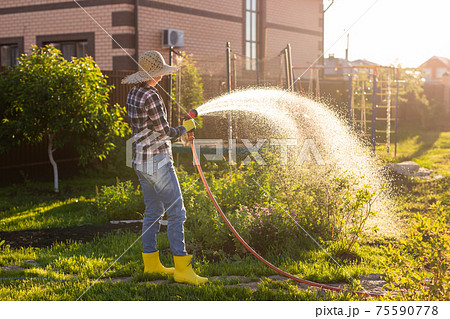 Caucasian woman gardener in work clothes watering the beds in her vegetable garden on sunny warm summer day. Concept of working in the garden and your farm 75590778