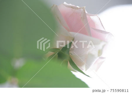 薔薇の花 薔薇 バラ ROSE ピンク 薔薇の花 薔薇 バラ ROSE ピンク 75590811