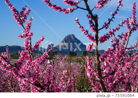 Peach blossom in Cieza, Mirador El Horno in the Murcia region in Spain Peach blossom in Cieza, Mirador El Horno in the Murcia region in Spain 75591064