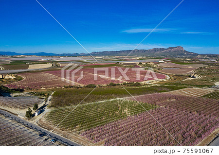 Peach blossom in Ascoy near Cieza in the Murcia region in Spain 75591067