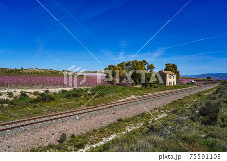 Old railway station La Macetua in Cieza at flowering time, Murcia Region Spain Old railway station La Macetua in Cieza at flowering time, Murcia Region Spain 75591103