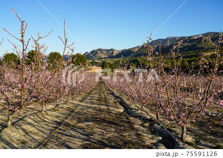 Peach blossom in Cieza La Torre in the Murcia region in Spain Peach blossom in Cieza La Torre in the Murcia region in Spain 75591126