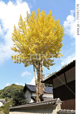 粉河寺 本坊の銀杏の木　和歌山県 75591776