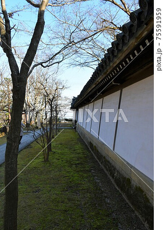 冬の西教寺 冬の西教寺 75591959