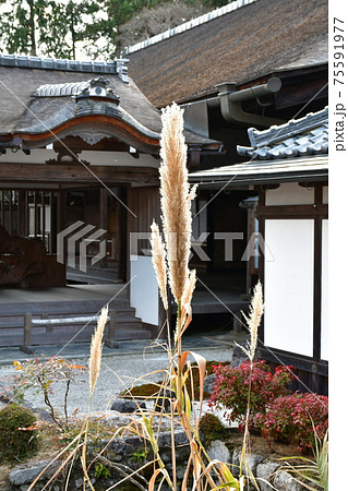 冬の西教寺 冬の西教寺 75591977