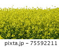 春を感じる作品の背景として、画面いっぱいの菜の花です 75592211