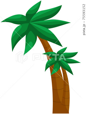 Tropical plant from exotic summer location. Palm trees growing in hot climates and on beach Tropical plant from exotic summer location. Palm trees growing in hot climates and on beach 75593152