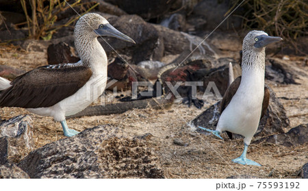 male blue footed booby dances male blue footed booby dances 75593192