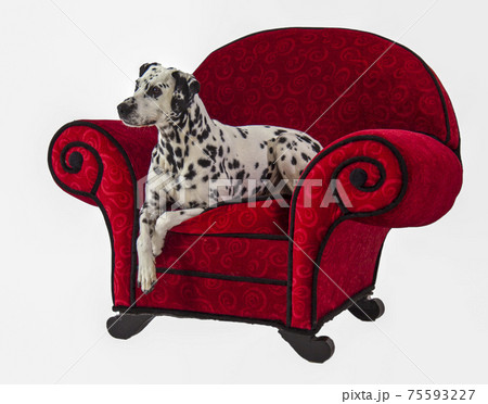 Dalmation on Red Chair Dalmation on Red Chair 75593227