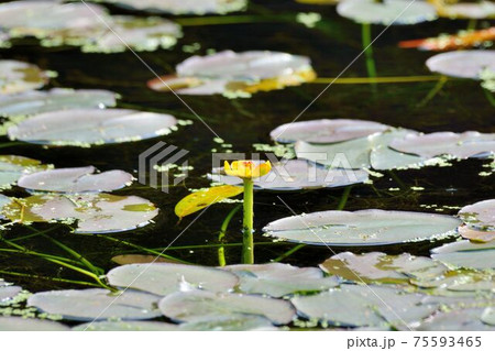 花 フラワー お花 75593465